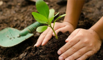 Plantar árboles: consejos para sembrar el tuyo por primera vez