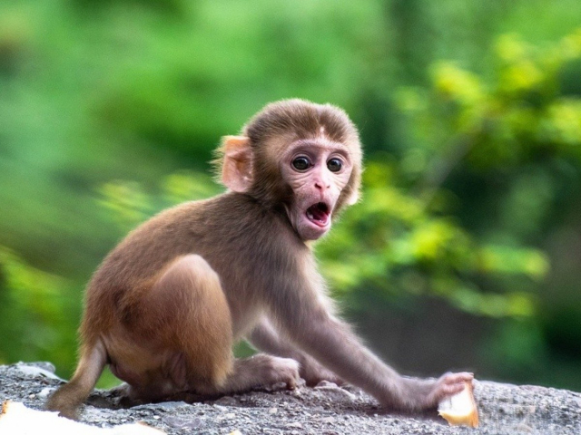 Por qué se celebra el Día Mundial del Mono