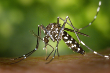 Cómo evitar que te piquen los mosquitos: Trucos prácticos