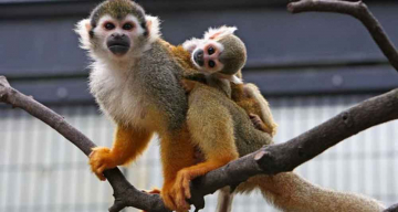 Datos curiosos sobre los monos que no conocías