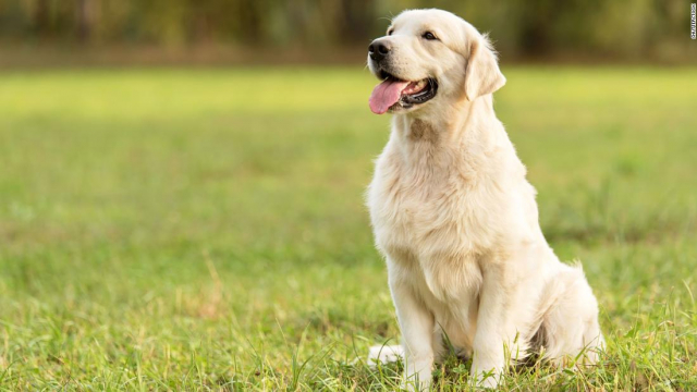 Cosas que no debería hacer tu perro según los veterinarios