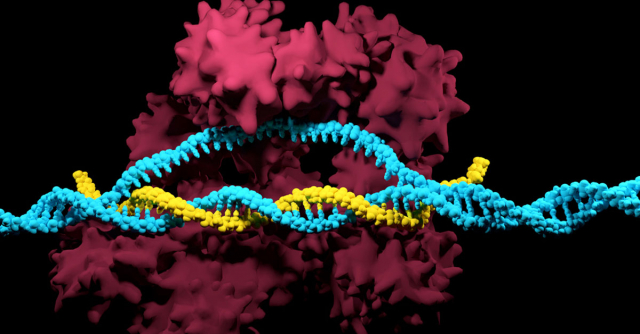 CRISPR: Conozca lo último en modificación genética