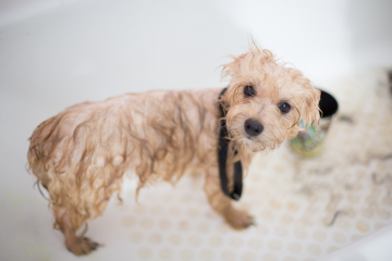Consejos útiles para bañar a tu perro