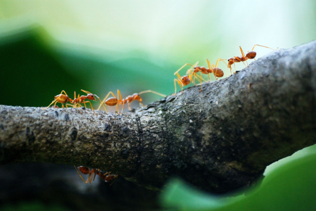 Consejos para reducir los gastos pequeños o gastos hormiga