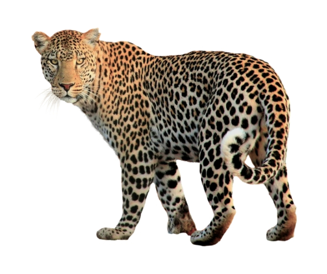 Journée internationale du léopard d'Arabie