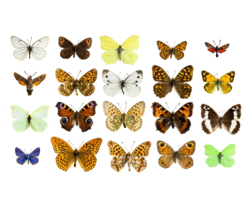 ¿Cuáles son las diferentes especies de Mariposa?