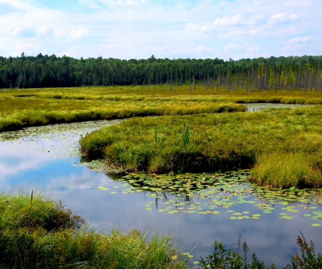 Why is World Wetlands Day celebrated? 