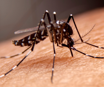 Por qué se celebra el Día Mundial del Paludismo (OMS)