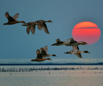 Día Mundial de las Aves Migratorias (PNUMA)