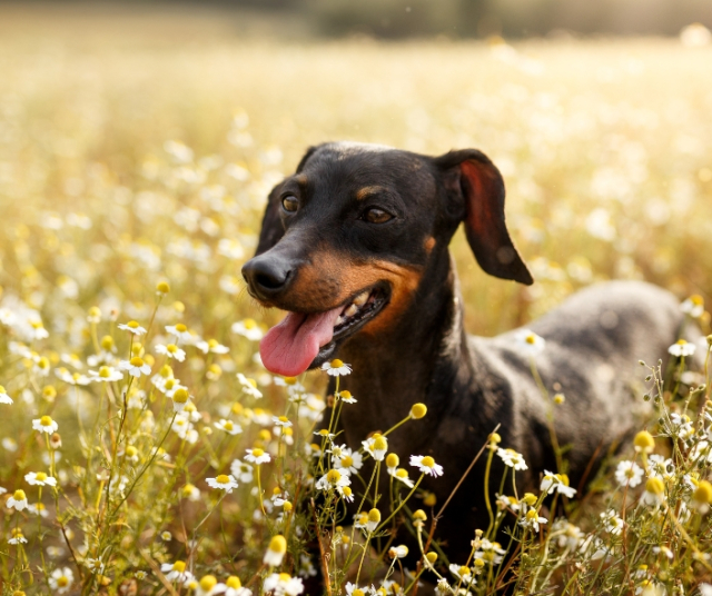 Can you give chamomile to a dog? 