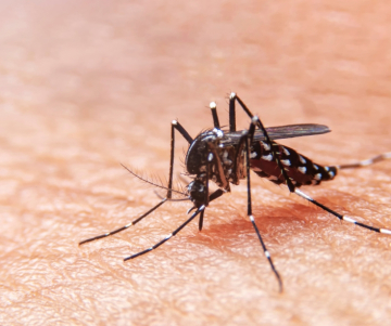 Dengue: Causas, tratamiento y tipos