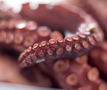 Octópodos - Criaturas fascinantes del mundo submarino