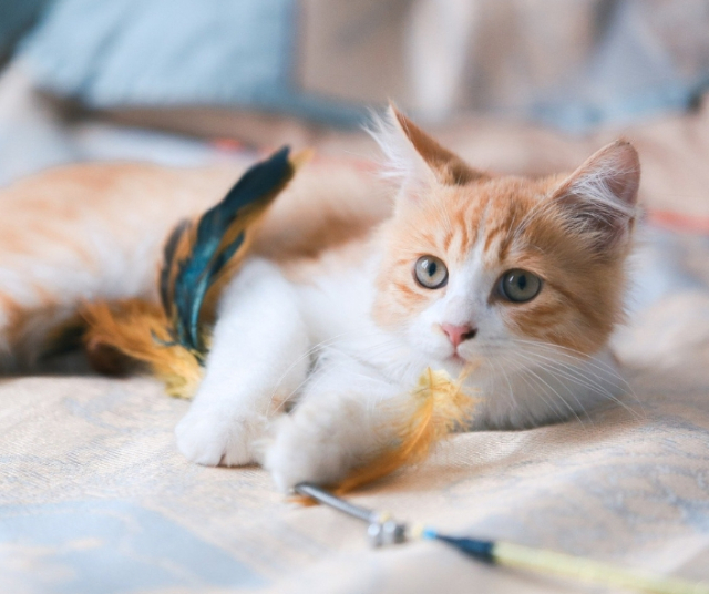 The best toys for your cat 