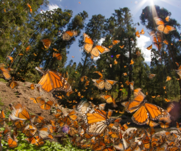 ¿Por qué son importantes las mariposas?