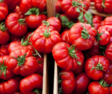 La Tomatina: Fechas, origen y significado