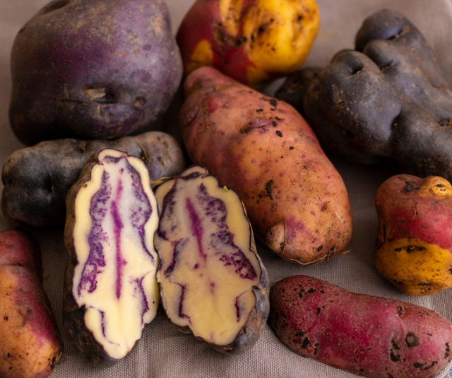 Why is the day of the Native Potato celebrated in Peru? 