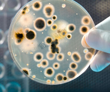 Bacteria come carne: Una amenaza invisible