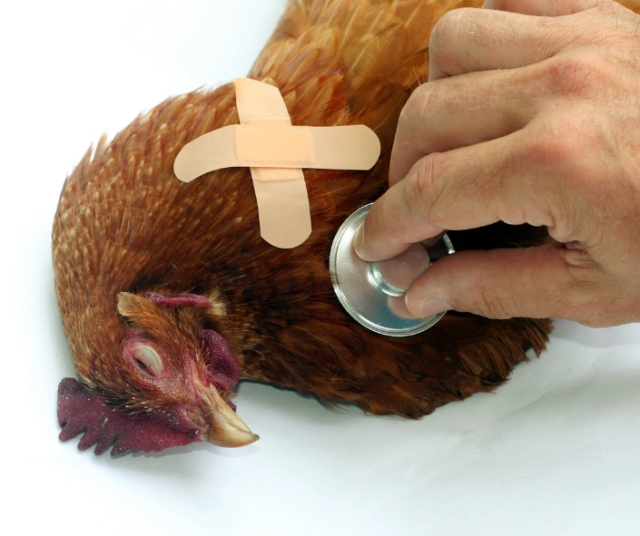 Gripe aviar: Una amenaza para la salud chilena