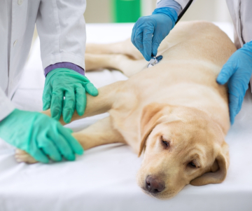¿Qué hacer si tu perro sufre un envenenamiento?