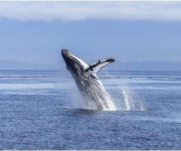Dónde hacer avistamiento de ballenas en Colombia
