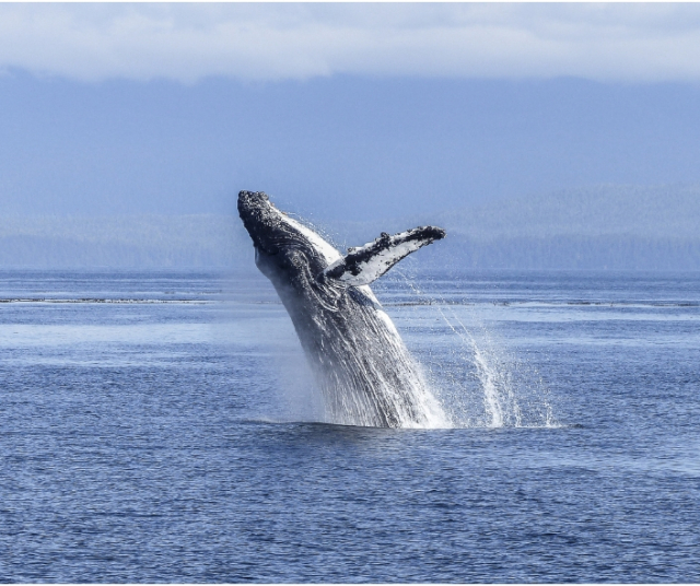Where to do whale watching in Colombia 