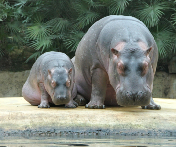 ¿Por qué hay tanto hipopótamos en Colombia?