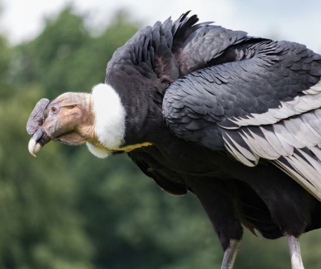 The Andean condor: National animal of Colombia 