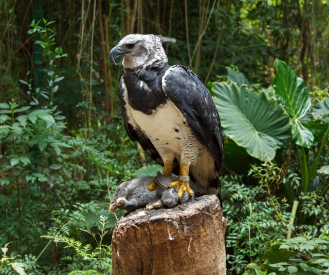 Harpy eagle