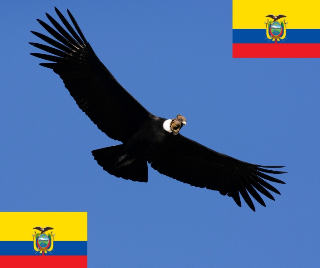 Les espèces animales les plus rares d'Équateur