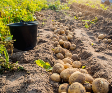 Journée nationale de la pomme de terre au Pérou