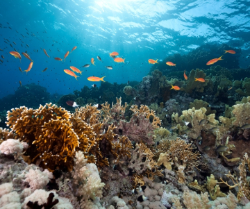 ¿Cuándo se celebra el día mundial de los océanos?