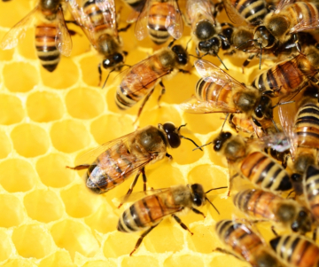 ¿Cuándo se celebra el día mundial de las abejas?