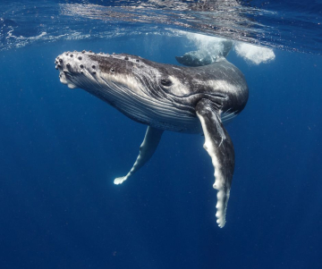 Avistamiento de ballenas en Colombia