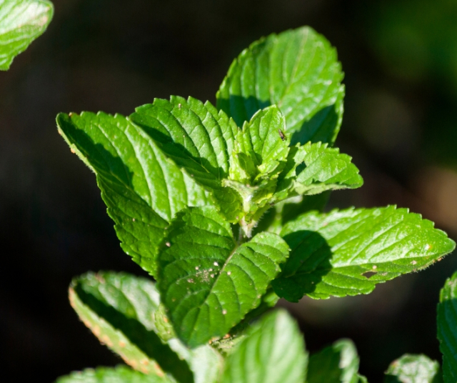 What are the benefits of peppermint? 