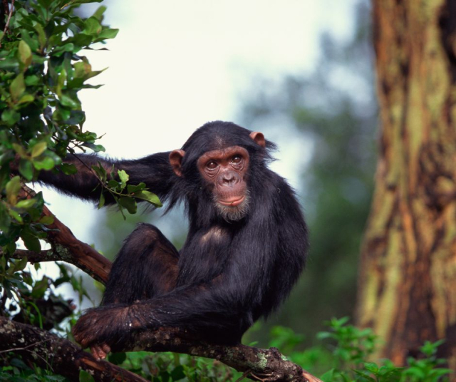Conoce las 5 curiosidades de los chimpancés