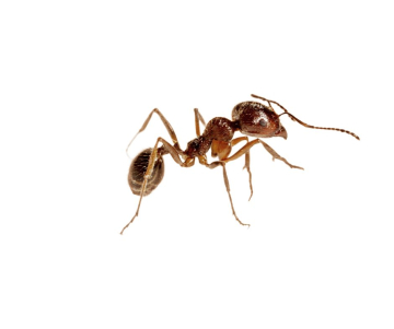 Hormigas culonas