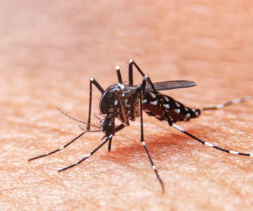 ¿Qué es el dengue y cuáles son sus síntomas?