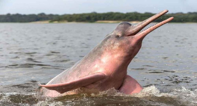 Delfín del río Amazonas 