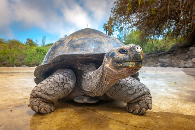 Tortuga gigante de Galápagos 