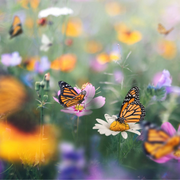Curiosidades de las mariposas